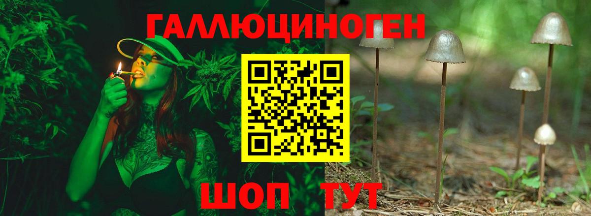 Псилоцибиновые грибы Psilocybine cubensis Менделеевск